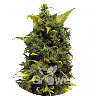 Blue Gorilla Reg.