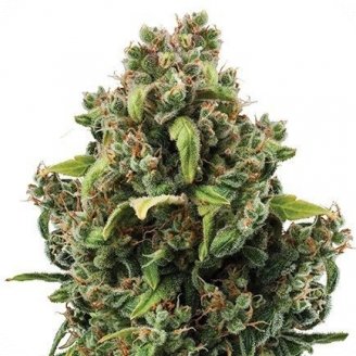 Купить семена марихуаны City Kush Auto Fem.