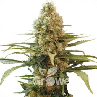 Chronic Auto Fem.