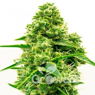 Kali Mist Auto Fem.