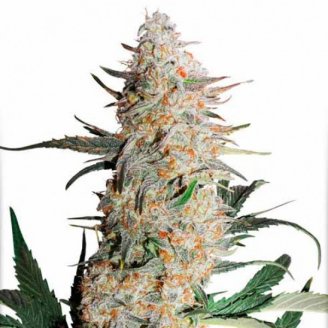 Купить семена марихуаны Orange Bud Auto Fem.