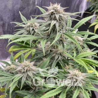 Frosted Guava Fem.