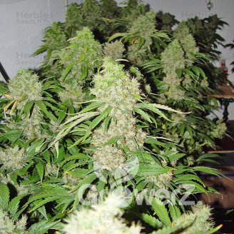 Bubble Sherbet Fem.