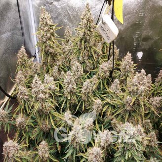 White Widow XL Fem.