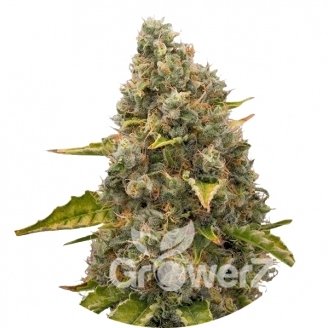White Widow Reg.